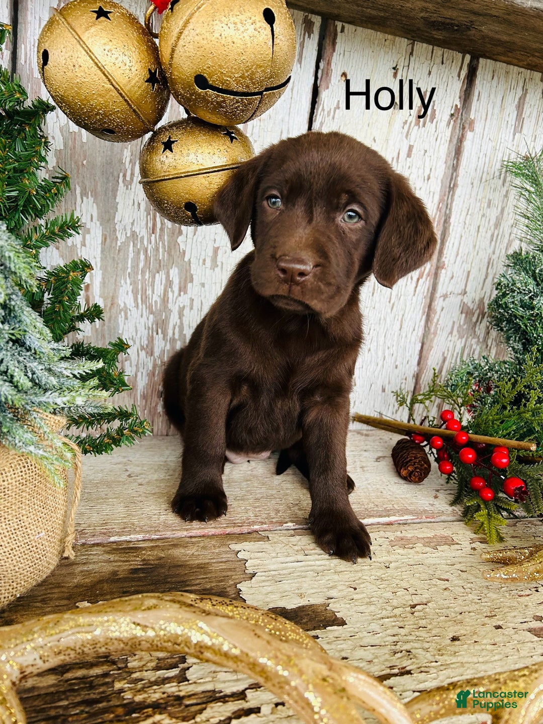 Labrador Retriever dogs for sale: Holly  - Ad 1