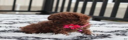 Toy Poodle dogs for sale: Bella - Ad 18