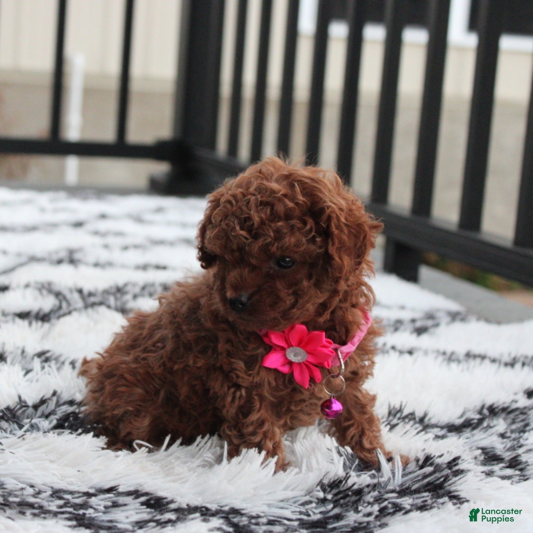 Toy Poodle dogs for sale: Bella - Ad 18
