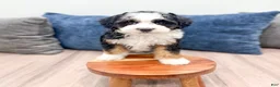 Mini Sheepadoodle dogs for sale: Jessabelle - Ad 2
