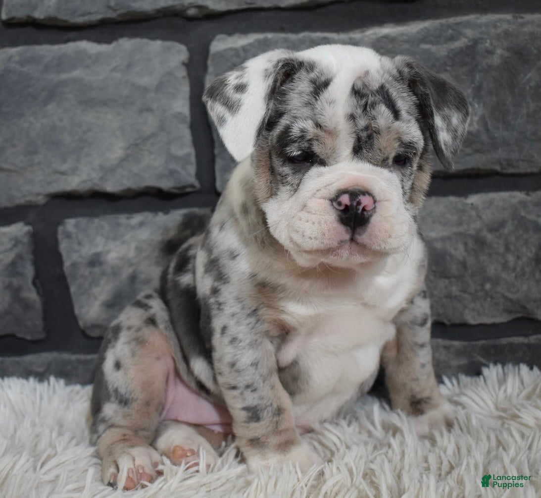 Mixed Breed dogs Daisy  - Ad 16