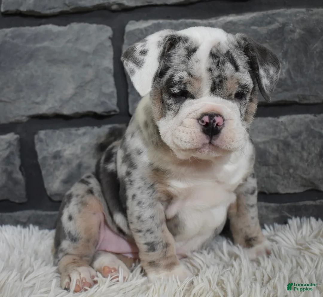 Mixed Breed dogs for sale: Daisy  - Ad 1