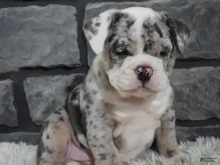 Mixed Breed dogs Daisy - Ad 16