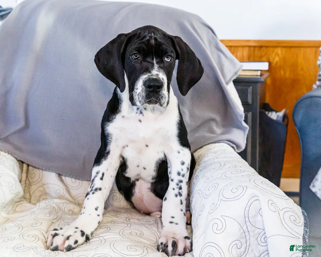 Great Dane dogs for sale: Cookie - Ad 6