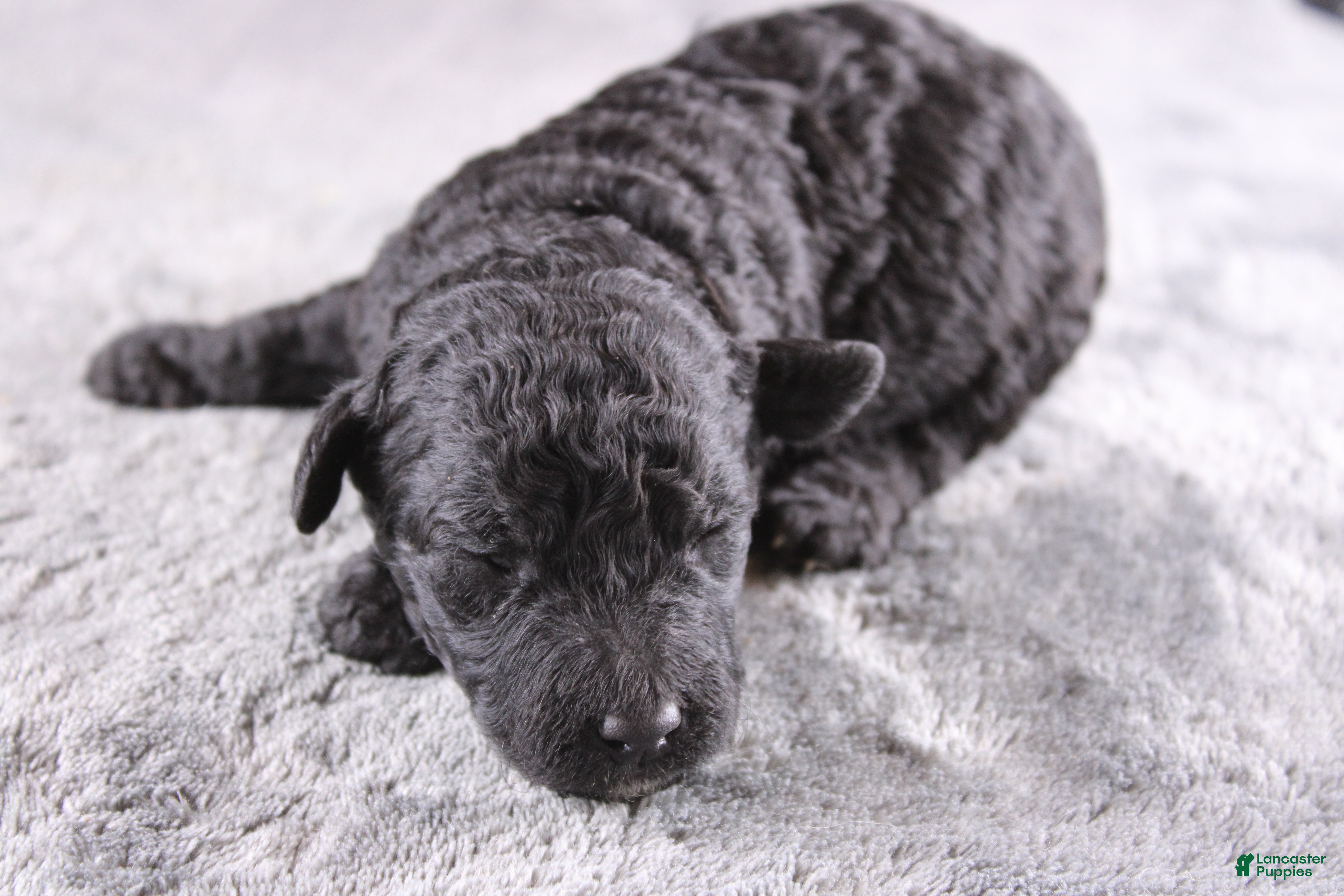 Mini Goldendoodle dogs Deacon - Ad 29