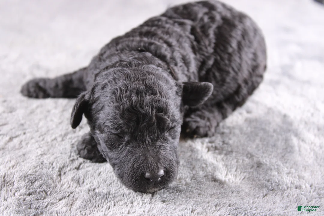 Mini Goldendoodle dogs for sale: Deacon - Ad 1