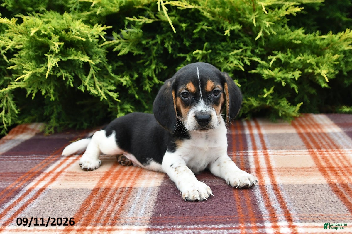 Beagle dogs Brody - Ad 1