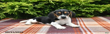 Brody