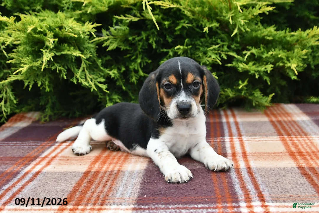 Beagle dogs for sale: Brody - Ad 1