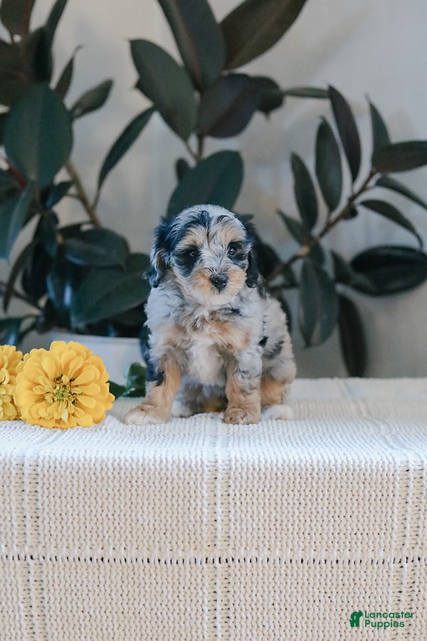 Maltipoo dogs Maranda - Ad 1
