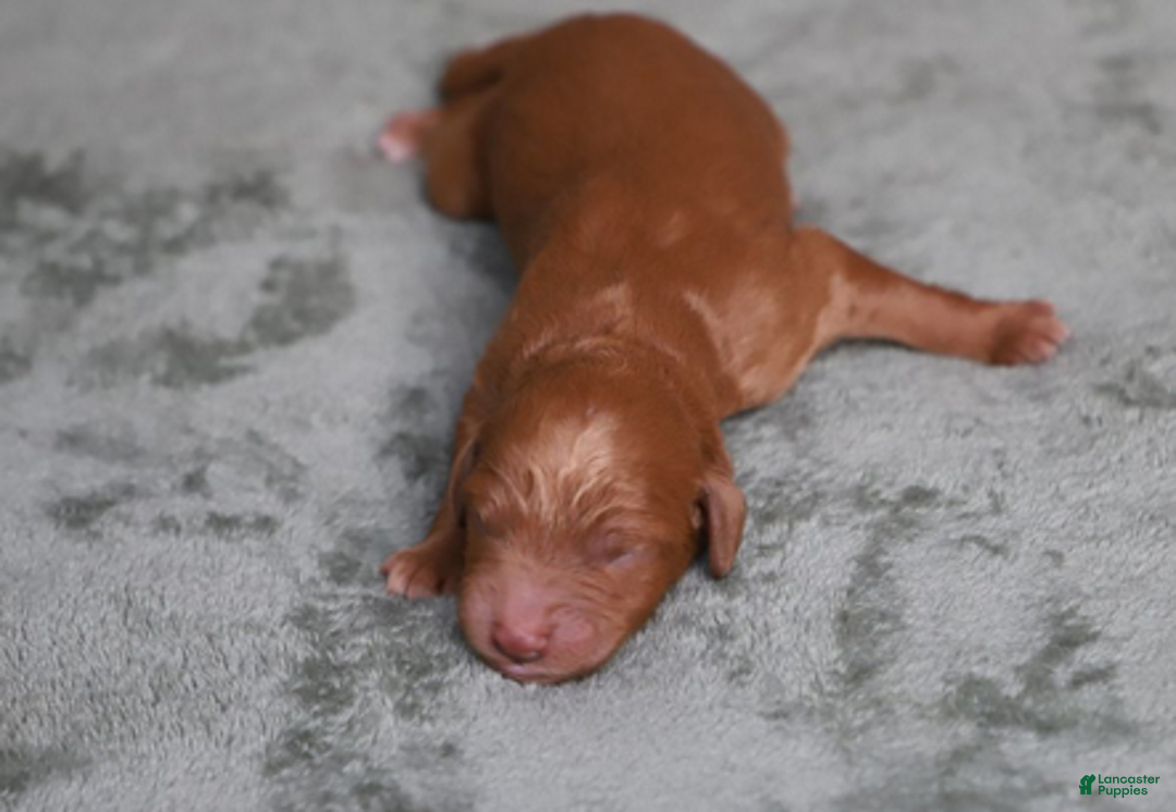 Goldendoodle dogs for sale: Astro - Ad 6