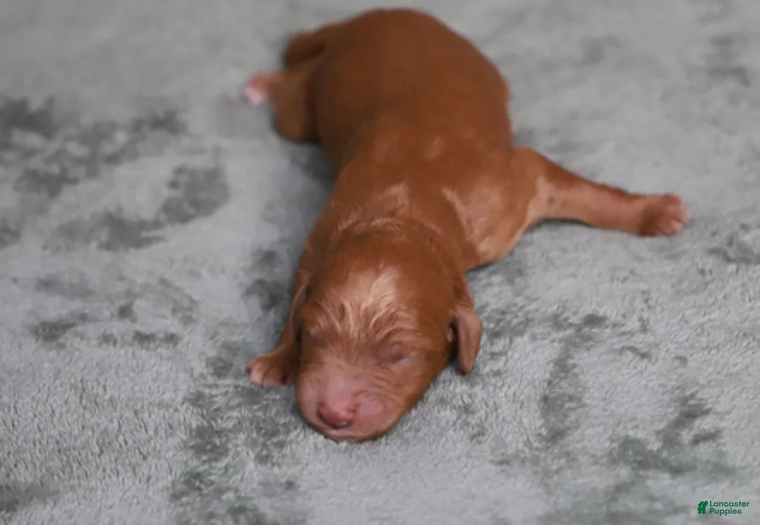 Goldendoodle dogs for sale: Astro - Ad 6