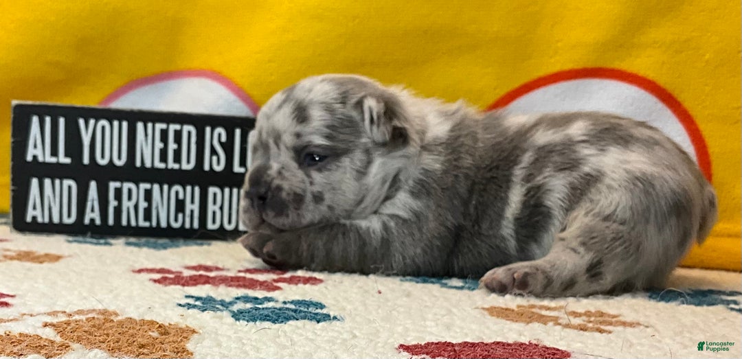 French Bulldog dogs for sale: Tracker - Ad 23