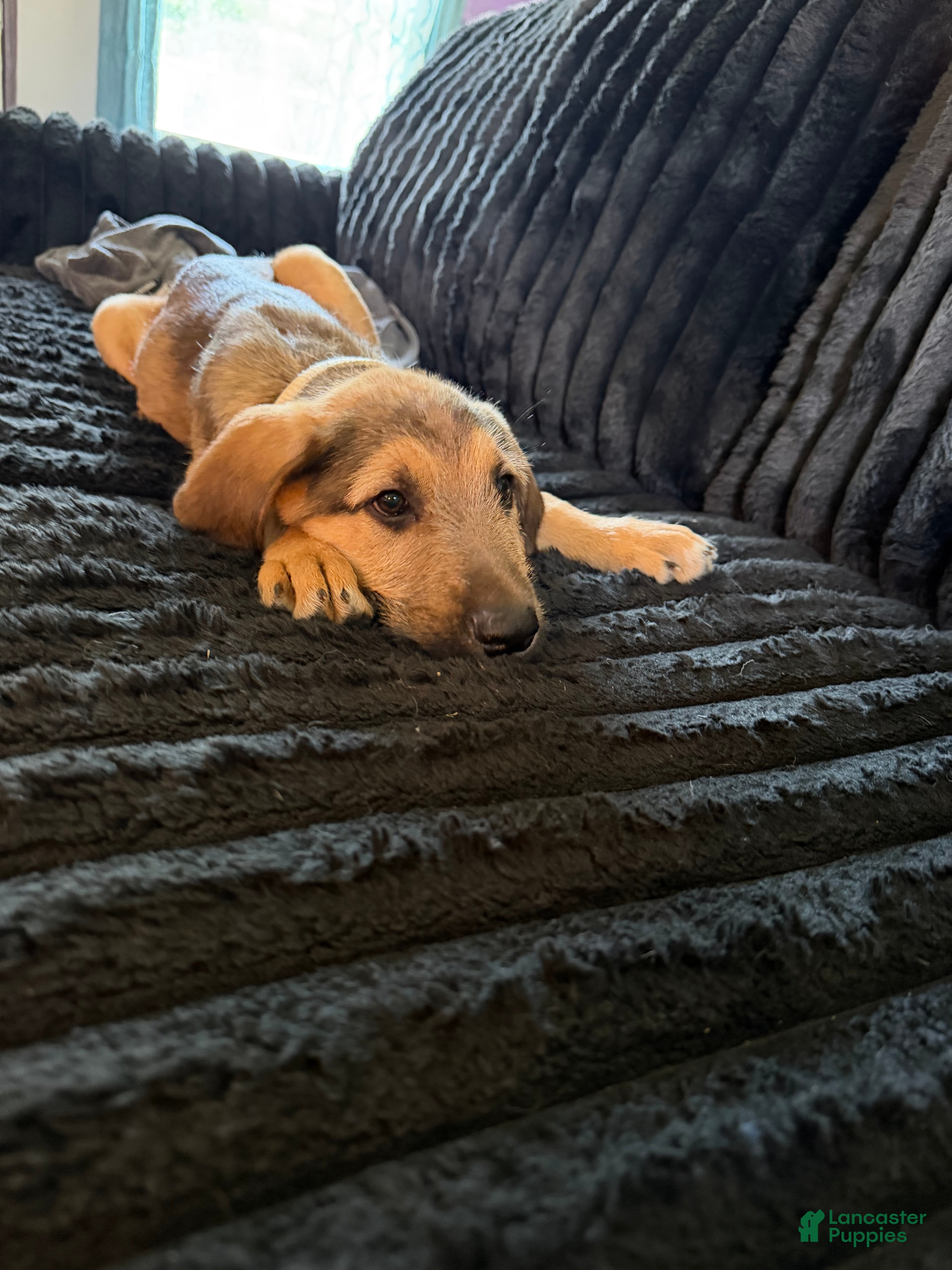 Mixed Breed dogs Mixed Breed 1 - Ad 27