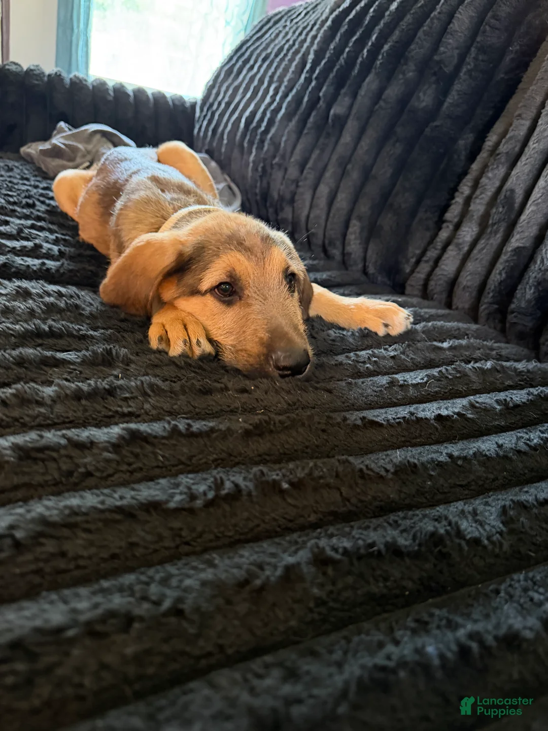 Mixed Breed dogs for sale: Mixed Breed 1 - Ad 1