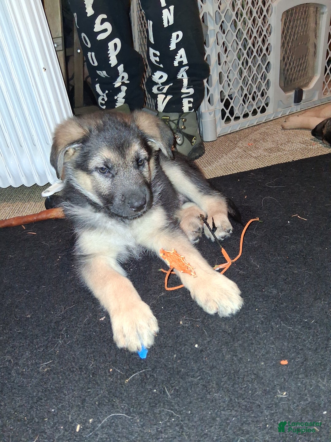 German Shepherd dogs for sale: German Shepherd Puppy 1 - Ad 2