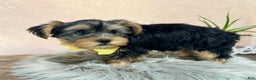 Yorkshire Terrier dogs for sale: Hallie - Ad 11