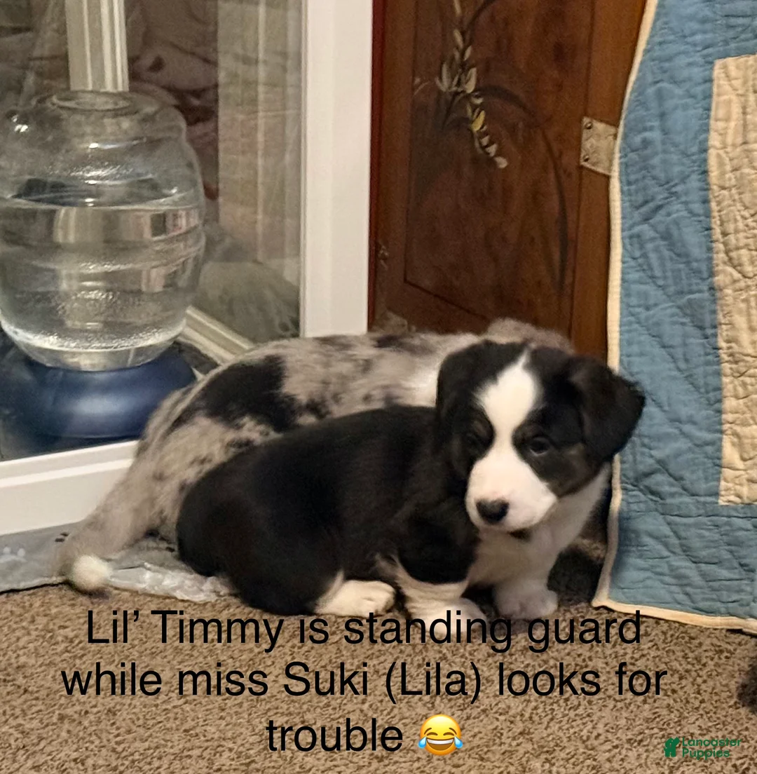 Welsh Corgi Cardigan dogs for sale: Timmy - Ad 1