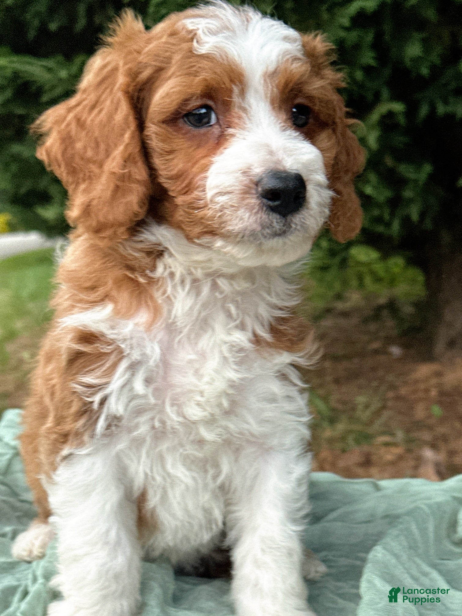 Mini Goldendoodle dogs Wallen - Ad 1