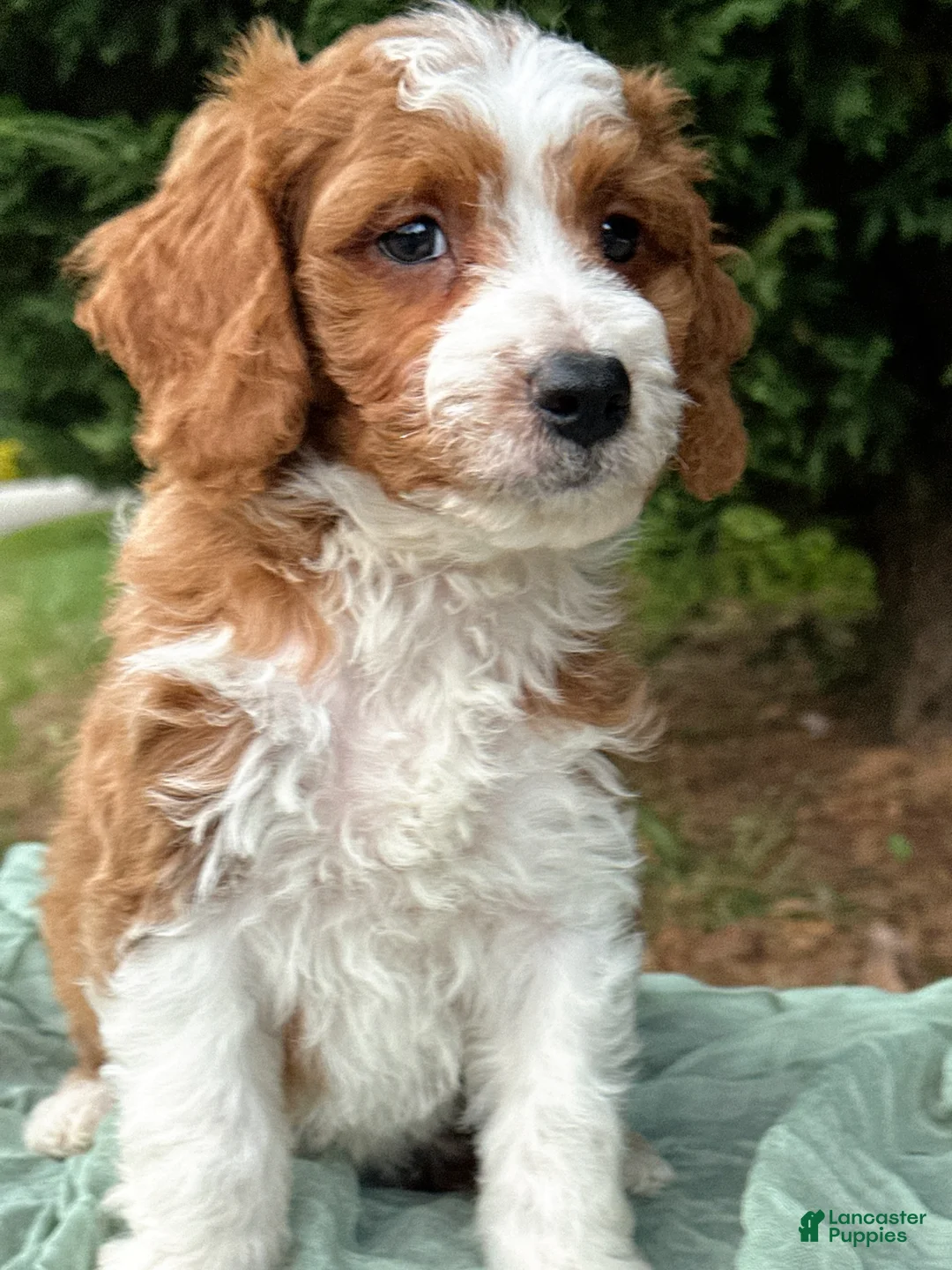 Mini Goldendoodle dogs for sale: Wallen - Ad 1