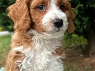 Mini Goldendoodle dogs for sale: Wallen-OFA&GeneticParents - Ad 1