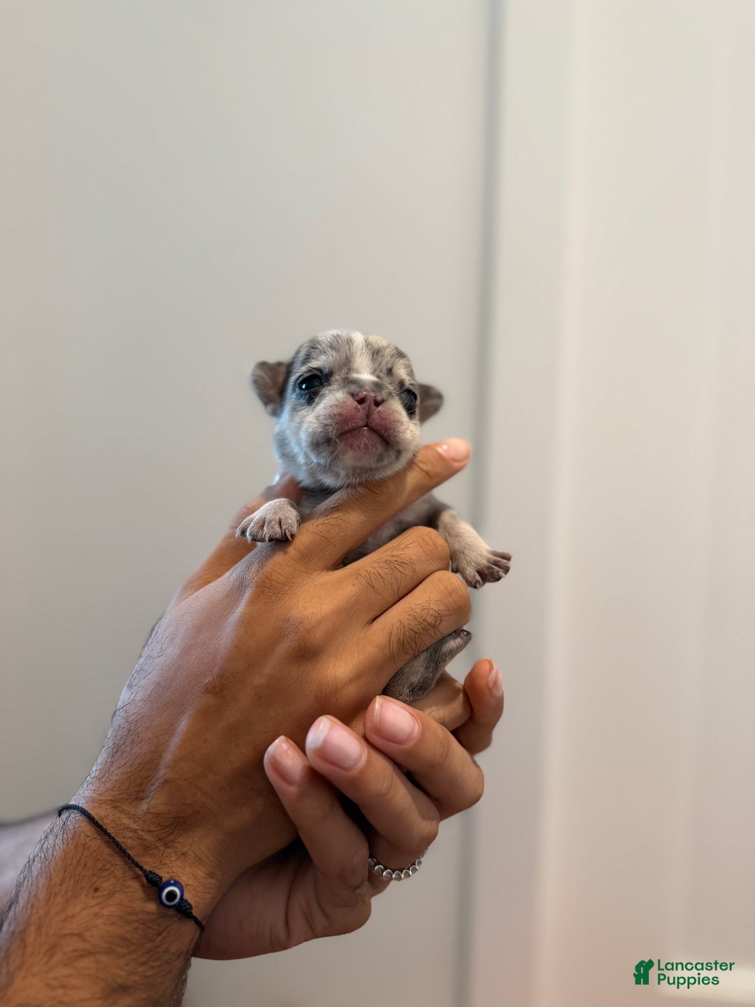 French Bulldog dogs for sale: Stormie - Ad 9