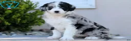 Aussiedoodle dogs for sale: Lucy - Ad 1