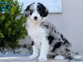 Aussiedoodle dogs Lucy - Ad 11