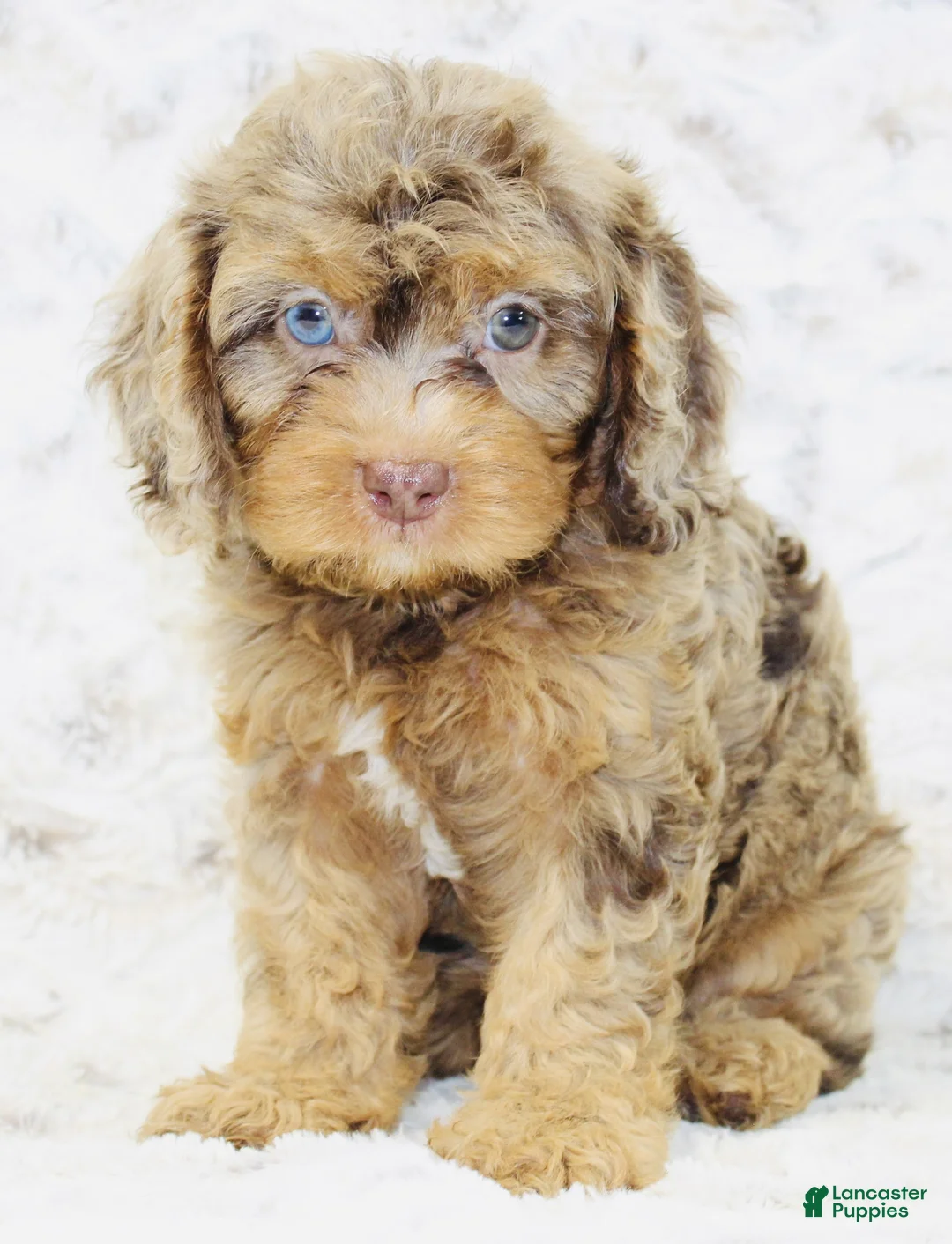 Cavapoo dogs for sale: Muffin - Ad 2