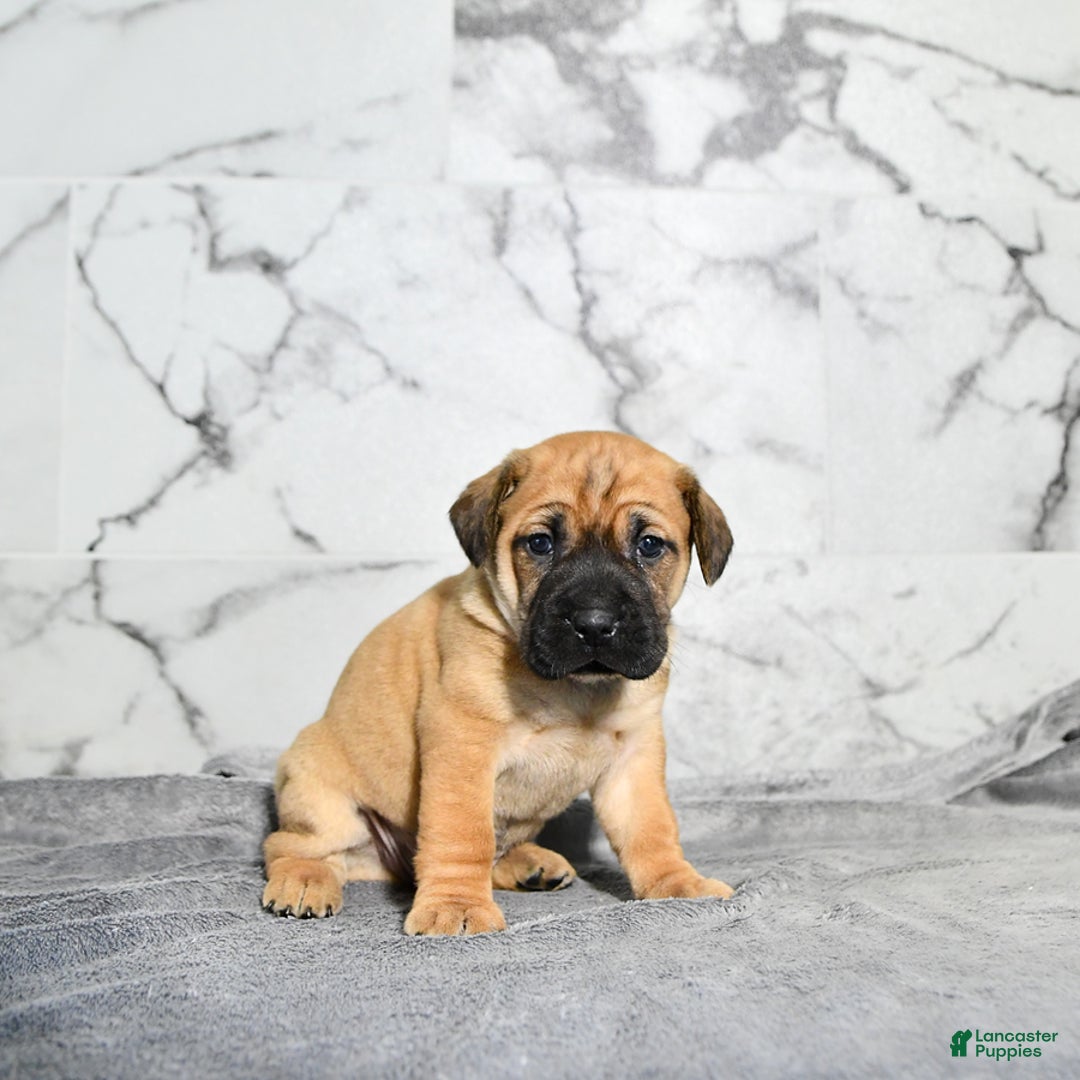 Mini Hippo dogs for sale: Milo - Ad 3