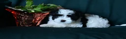 Mixed Breed dogs for sale: Patches  - Ad 4