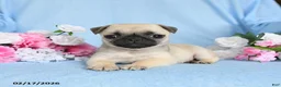 Pug dogs for sale: Babes - Ad 3