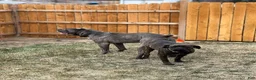 Cane Corso dogs for sale: Cane Corso 3 - Ad 12