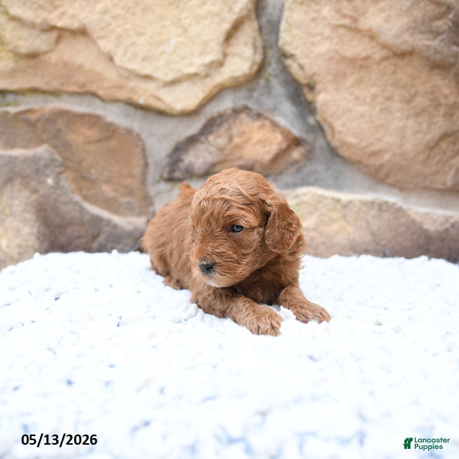 Cavapoo dogs Foxy - Ad 2