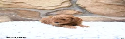 Cavapoo dogs for sale: Foxy - Ad 7