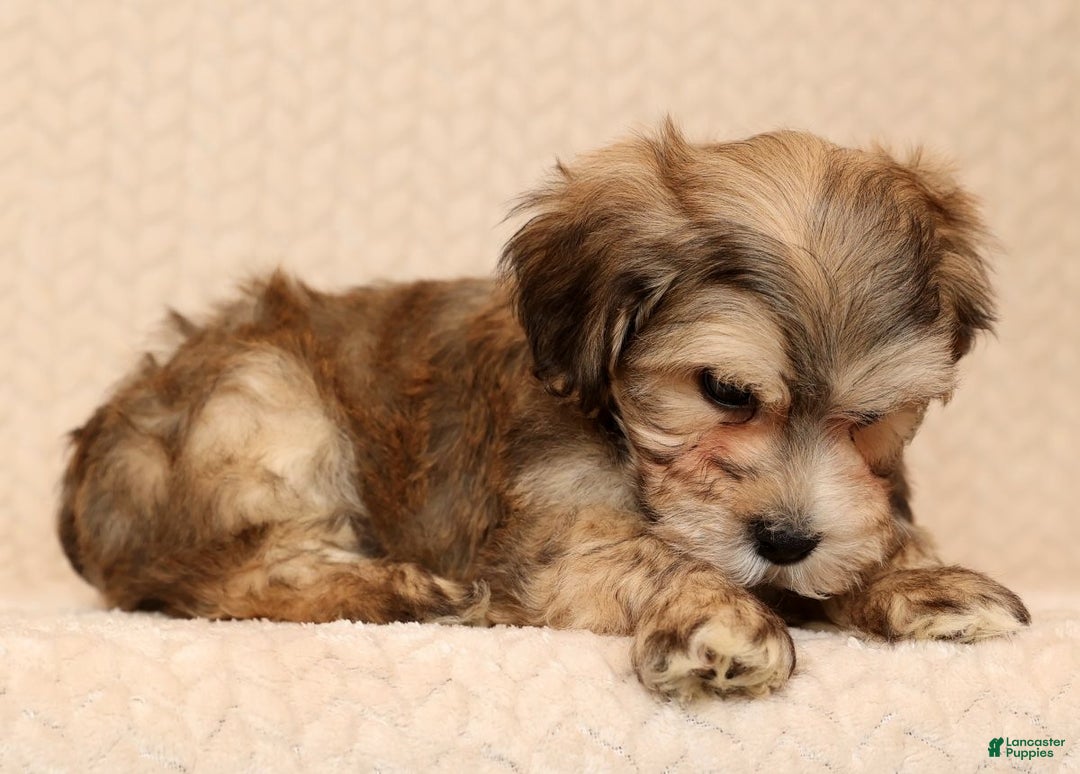 Yochon dogs for sale: Thomas - Ad 8