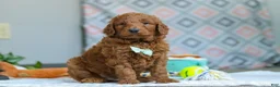Goldendoodle dogs for sale: Teddy - Ad 4