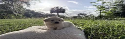 Golden Retriever dogs for sale: Blitz of Avalon male golden retriever - Companion family profile - Ad 6