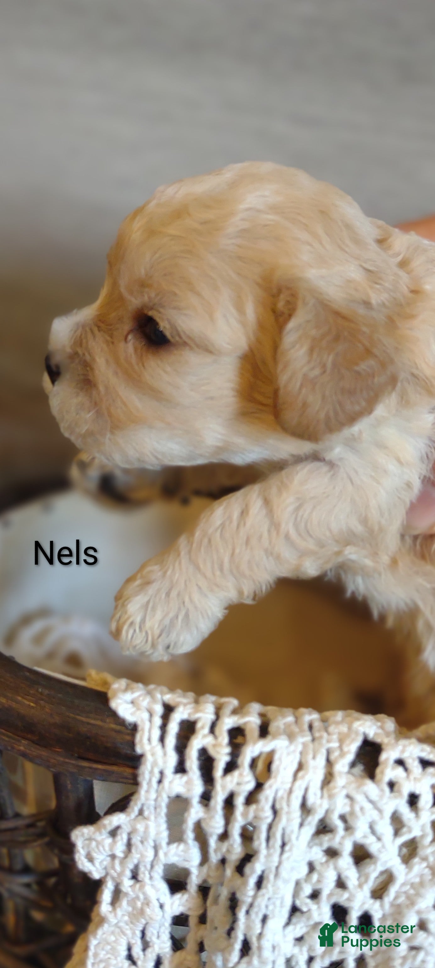 Cavachon dogs Cavachon Puppy 3 Nels  - Ad 1