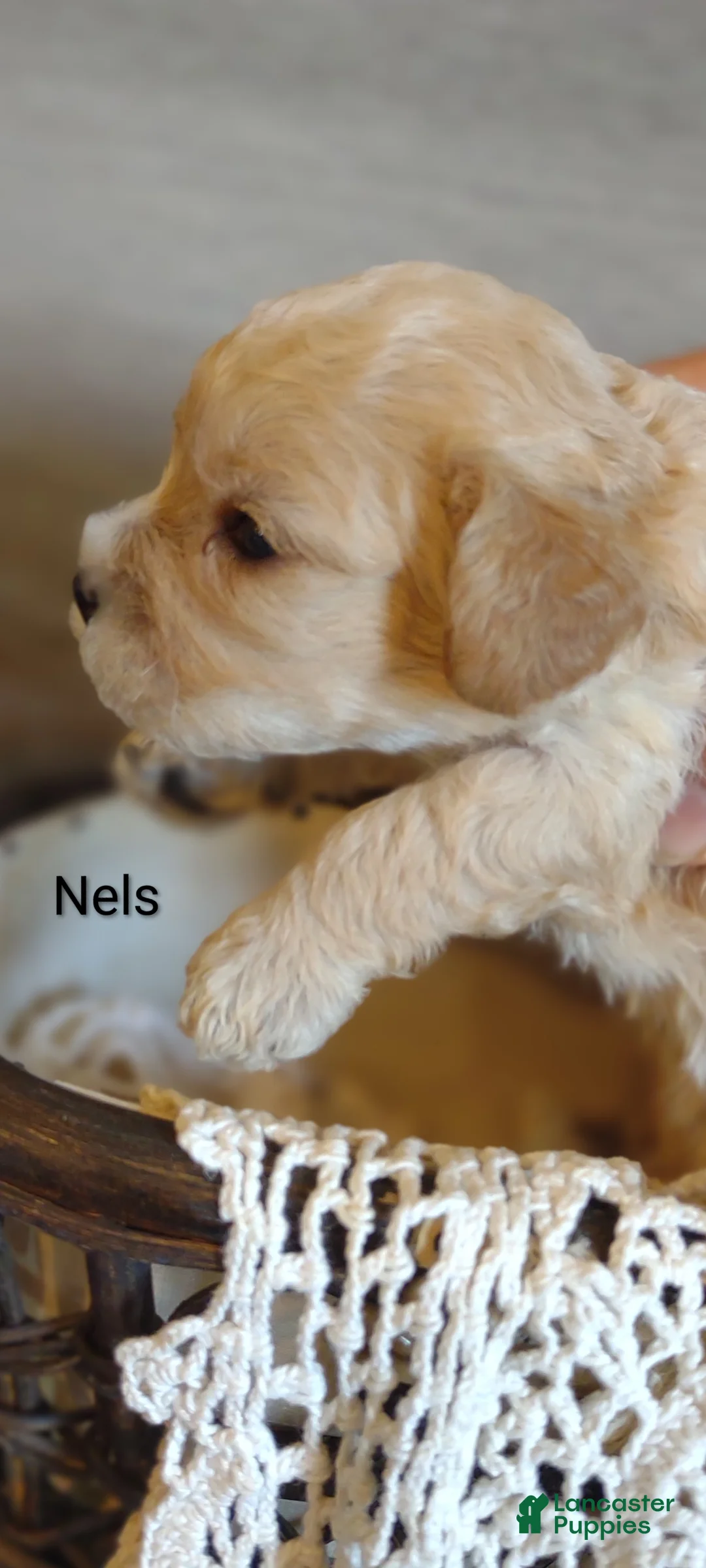 Cavachon dogs for sale: Cavachon Puppy 3 Nels  - Ad 1
