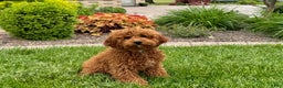 Cavapoo dogs for sale: Justin - Ad 9