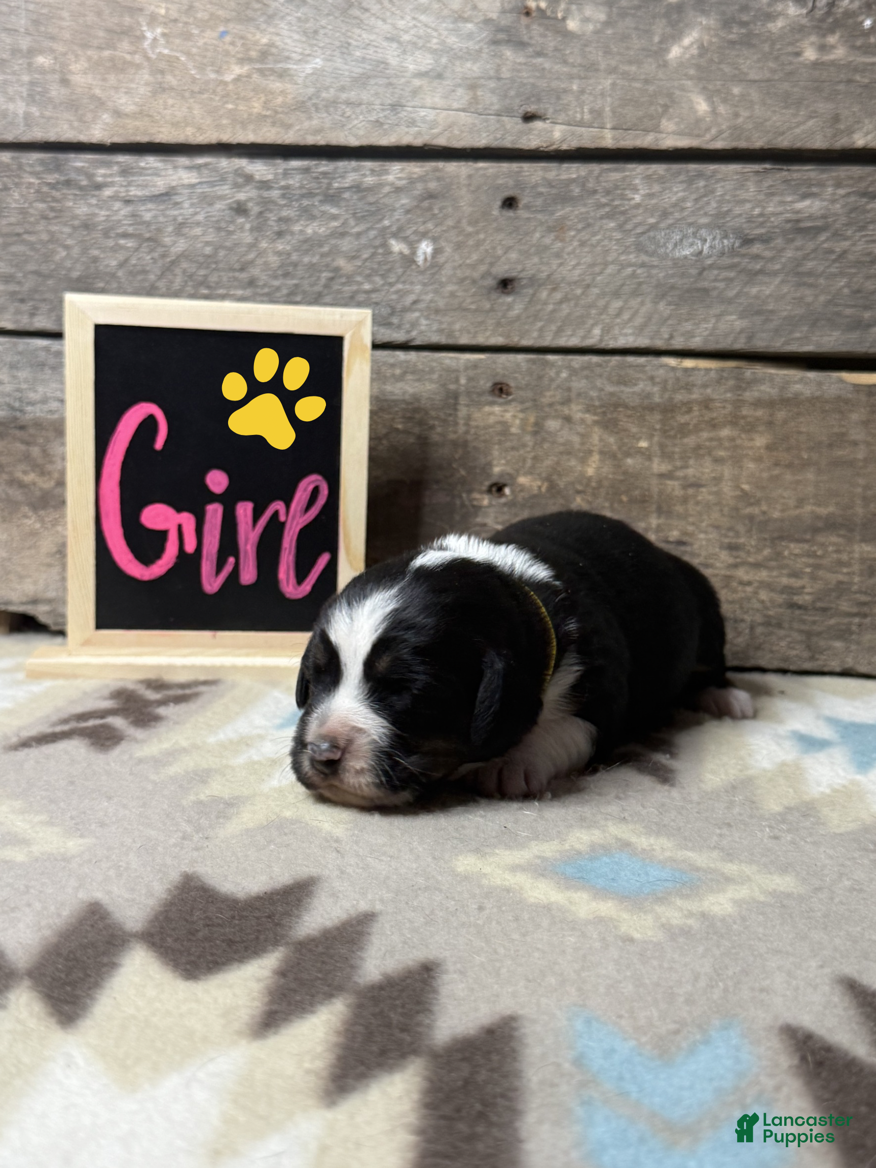 Mixed Breed dogs Mixed Breed Puppy 5 - Ad 4