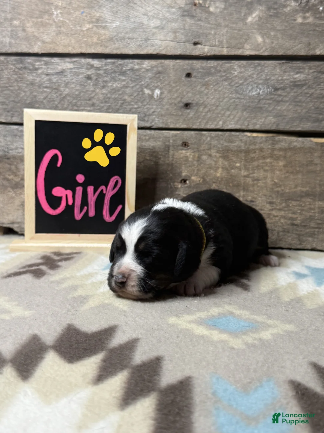 Mixed Breed dogs for sale: Mixed Breed Puppy 5 - Ad 1