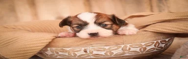 Romeo Papillon 