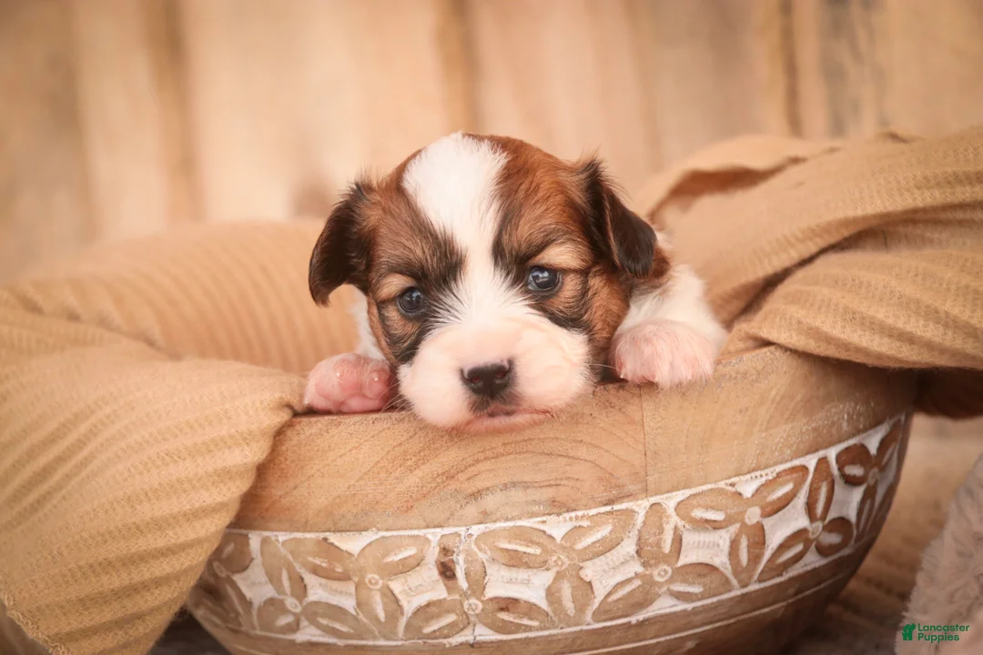 Papillon dogs for sale: Romeo Papillon  - Ad 1