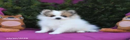Pomeranian dogs for sale: Sparkey   - Ad 3