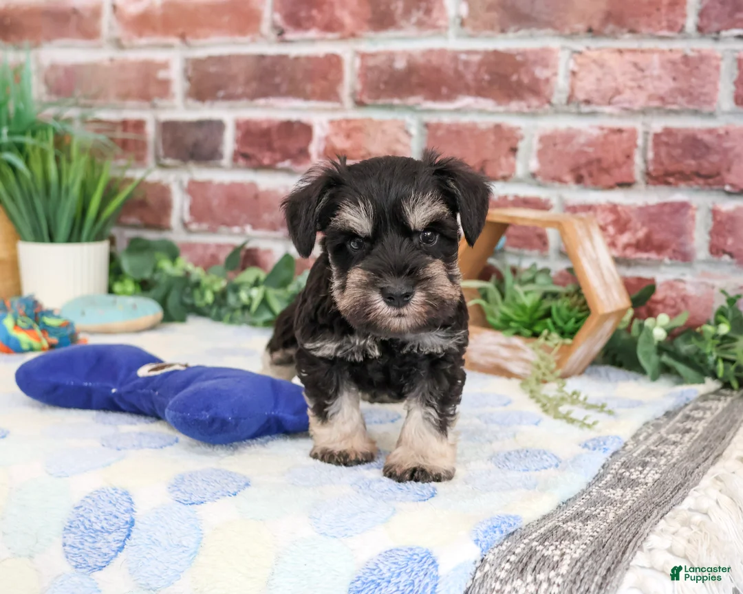 Miniature Schnauzer dogs for sale: Landon - Ad 1