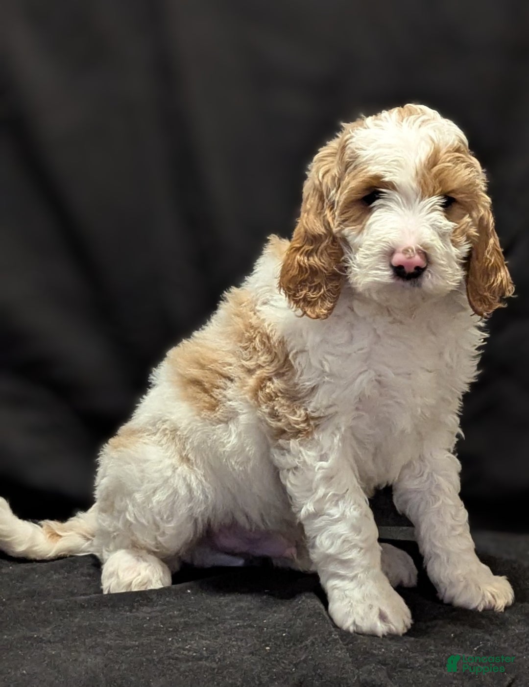 Goldendoodle dogs for sale: Charlie  - Ad 3
