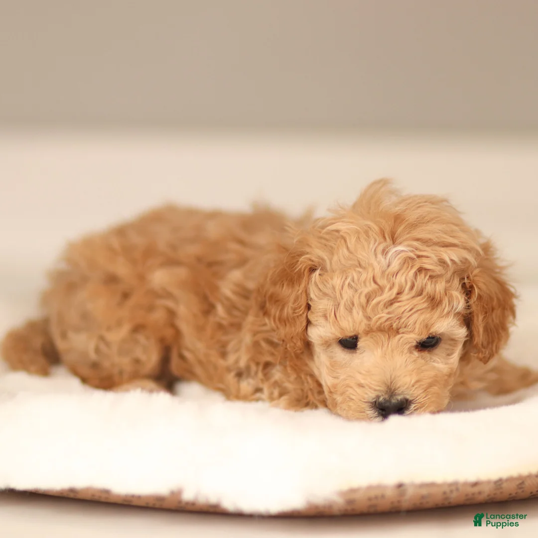 Maltipoo dogs for sale: Maltipoo Puppy 1 - Ad 4