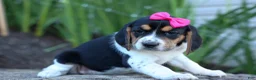 Beagle dogs for sale: Cora 💖 - Ad 9